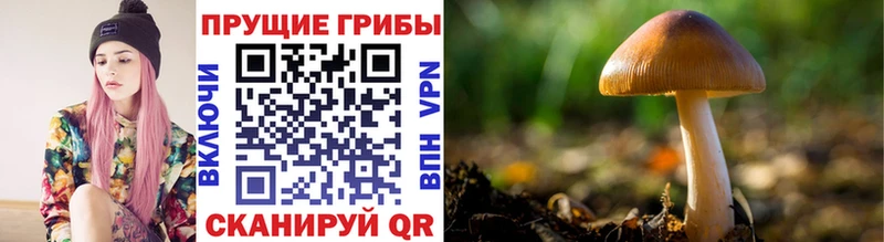 купить наркотики цена  Кола  мориарти какой сайт  Галлюциногенные грибы мицелий 